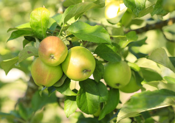 Fresh organic apple