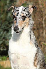 Amazing Collie Smooth in the garden