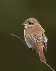 Juvenile Red Backed Shrike