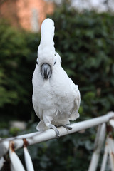Sulphur-crested Cockatoo Parrot moving