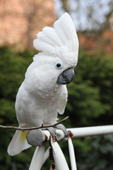 Sulphur-crested Cockatoo Parrot looking at you