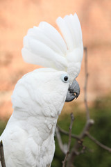 Sulphur-crested Cockatoo Parrot