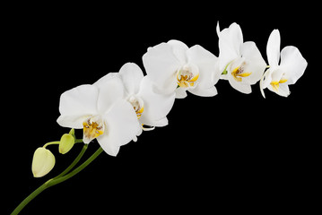 Fototapeta na wymiar White orchids with yellow middles isolated on black