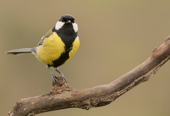 Fototapeta premium Esperando en la rama