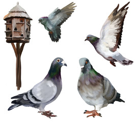 Carrier-pigeon