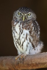 Pearl-spotted Owl Bird