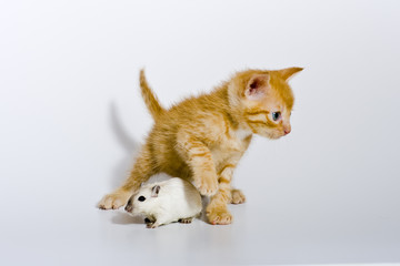 Babykatze spielt mit einer Maus