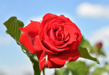Red rose