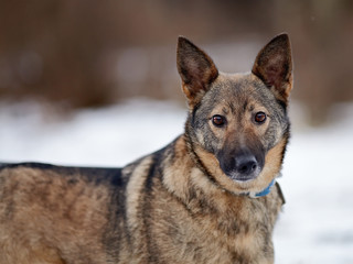 Portrait of a  dog.