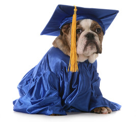 puppy school