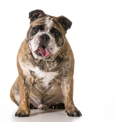 Fototapeta premium happy dog