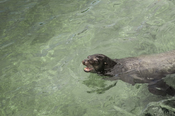 leone marino galapagos