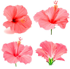 Pink hibiscus collection - obrazy, fototapety, plakaty