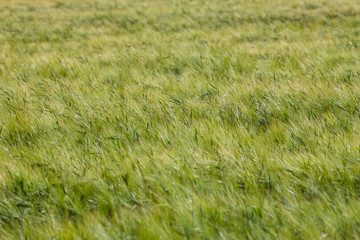 Landscape of Barley Field in early Summer
