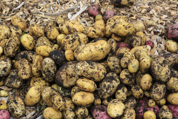 Gathering harvest. Fresh young potatoes