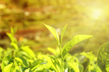 tea leaf in sunset light