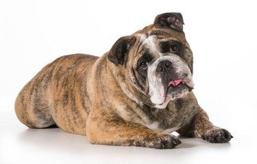 Obraz premium english bulldog