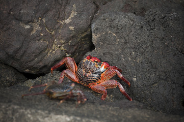 granchio rosso delle galapagos
