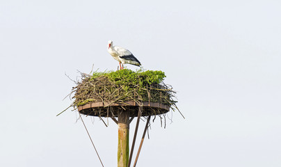 Stork standing in its nest in winter