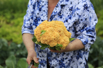 Woman is holding just cutted ripe cauliflower