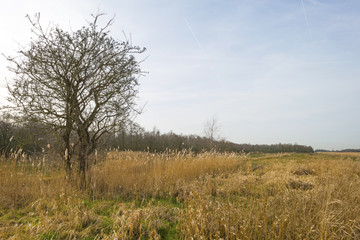 Tree in a field with common reed in winter