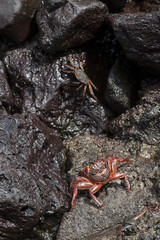 granchio rosso delle galapagos