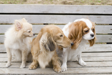 dogs looking away