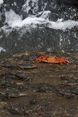 granchio rosso delle galapagos