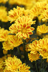 yellow chrysanthemums flowers