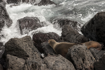 Fototapeta premium leone marino galapagos