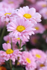 Obraz premium chrysanthemums flowers