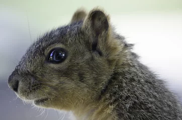 Foto op Plexiglas anti-reflex Close up squirrel © boyrcr420