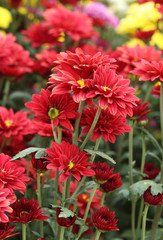 chrysanthemums flowers