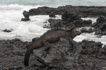 iguana galapagos