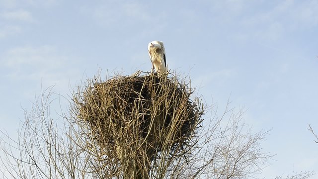 storch in seinem Nest