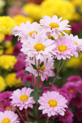 Fototapeta premium chrysanthemums flowers