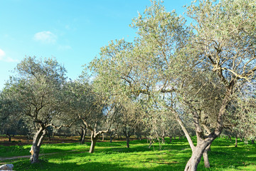 olive trees