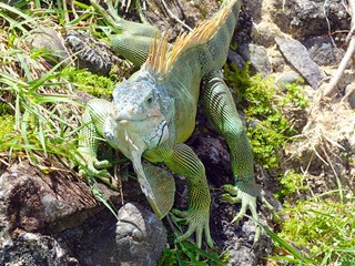 iguane reptile