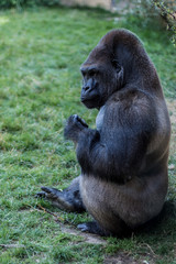 gorille