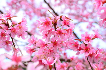 Spring Cherry Blossom - 61874494