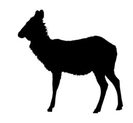 Side Profile Image of Waterbuck (Kobus ellipsiprymnus) Standing