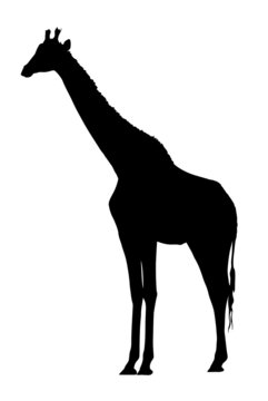 Side Profile Image of Large Giraffe Standing