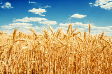 Gold wheat field and blue sky - obrazy, fototapety, plakaty