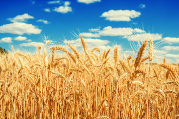 Gold wheat field and blue sky © Ievgenii Meyer