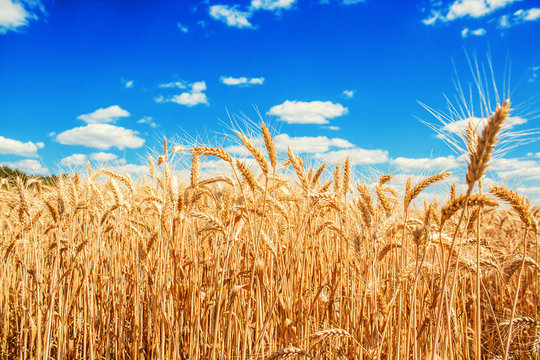 Gold wheat field and blue sky - Powered by Adobe