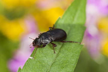 Naklejka premium Amara aulica, Ground beetle on leaf