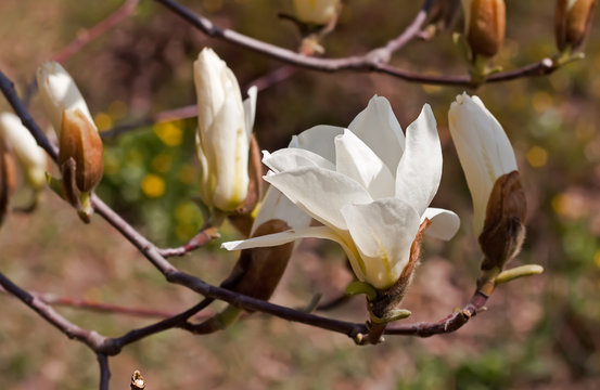 Fototapeta magnolia flower
