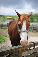 馬のポートレート