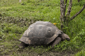 Naklejka premium tartaruga gigante galapagos