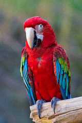 アカコンゴウインコ